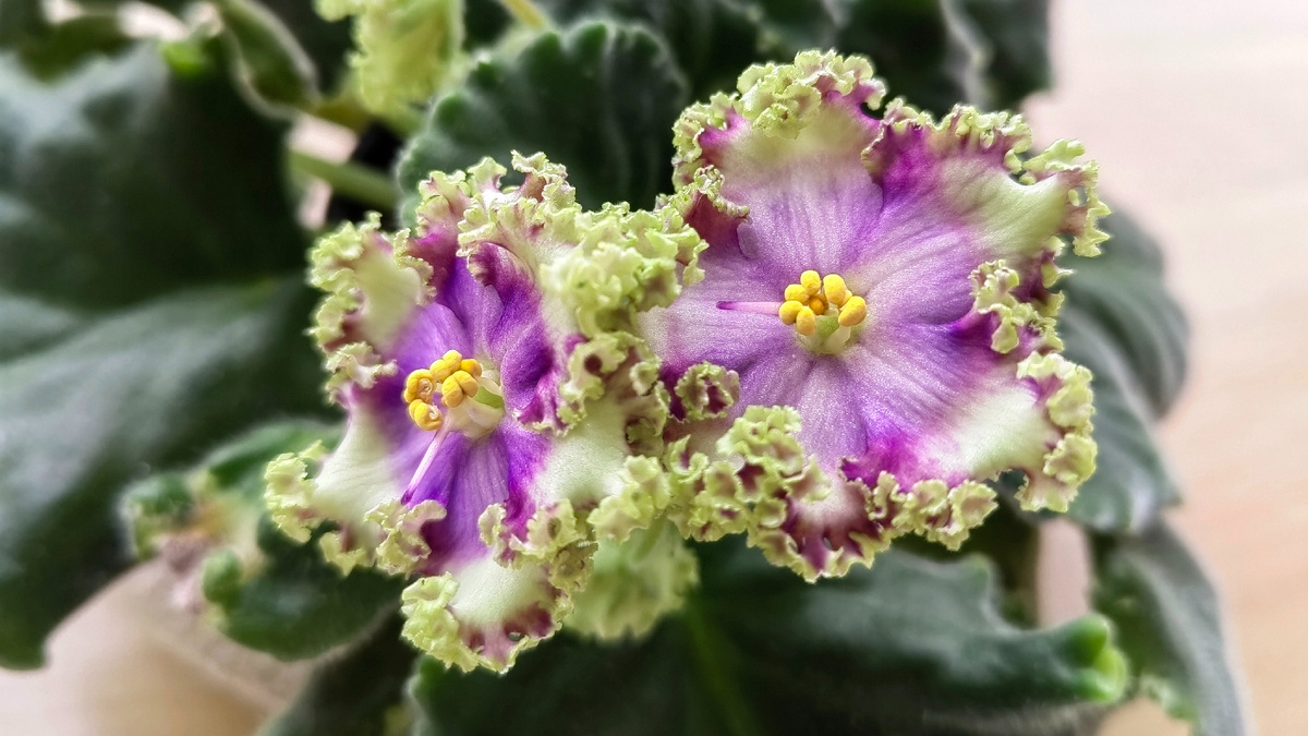 РС-Шериф Люкс. Фото автора