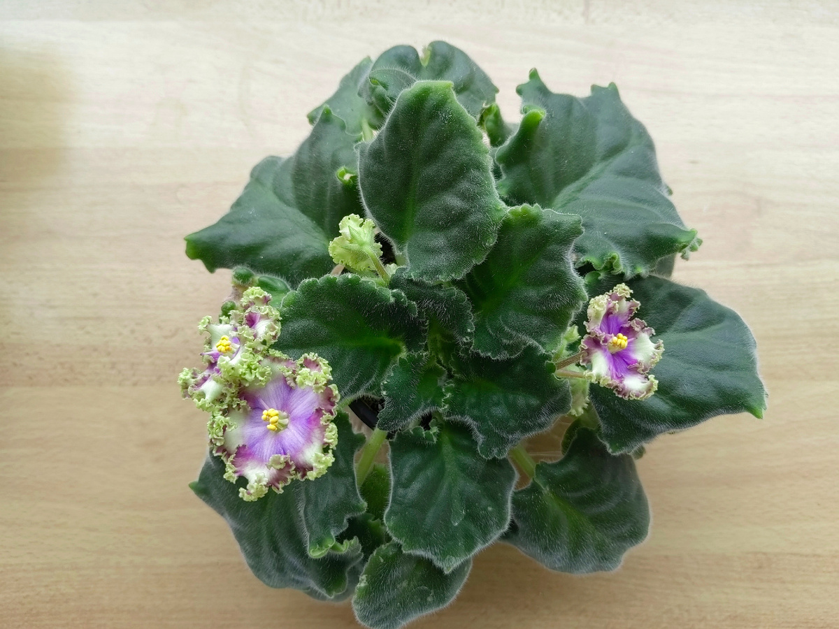 РС-Шериф Люкс. Фото автора