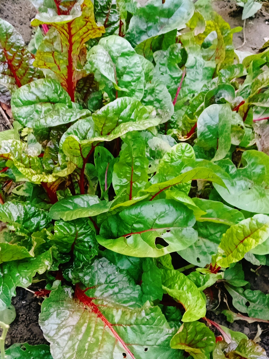 Деляночка с мангольдом, фото октябрь 2025