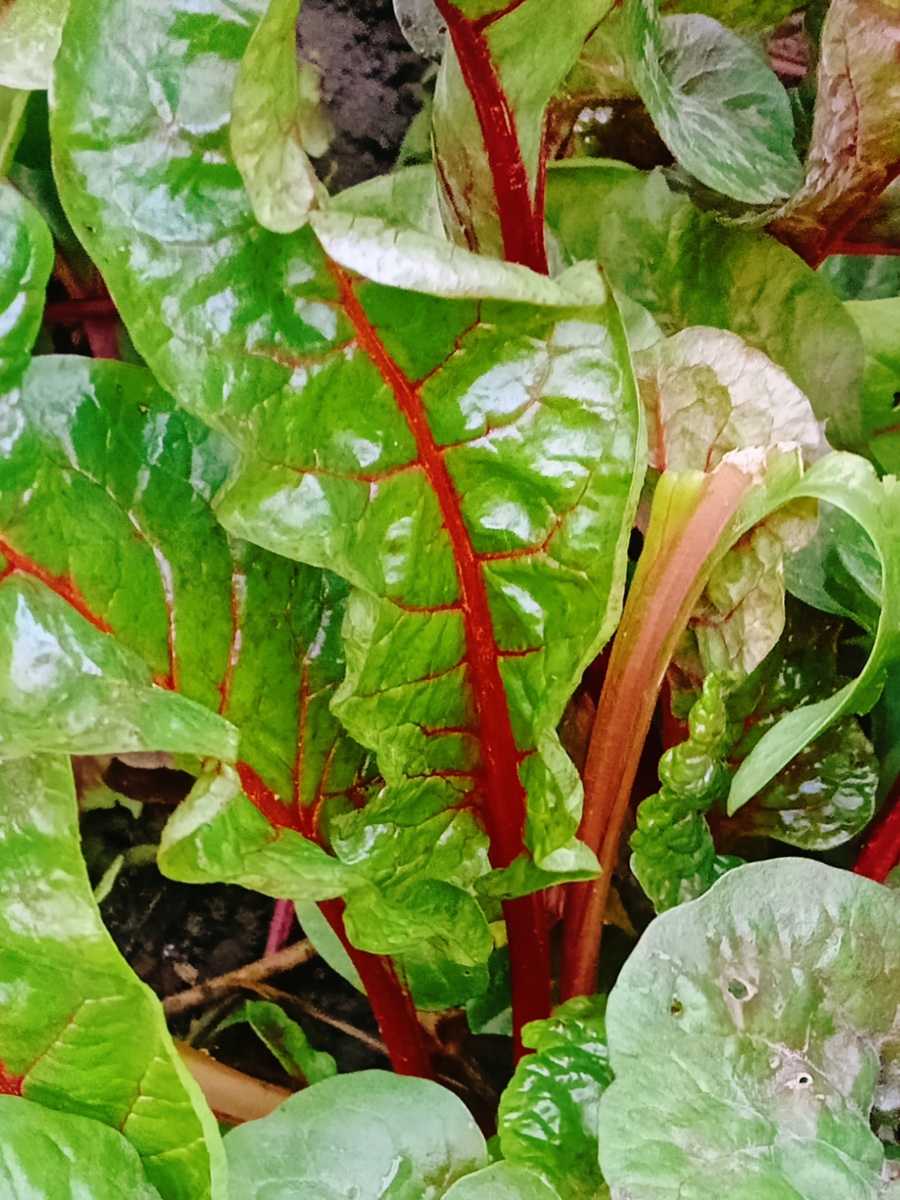 Мангольд. Фото все - октябрь 2025.