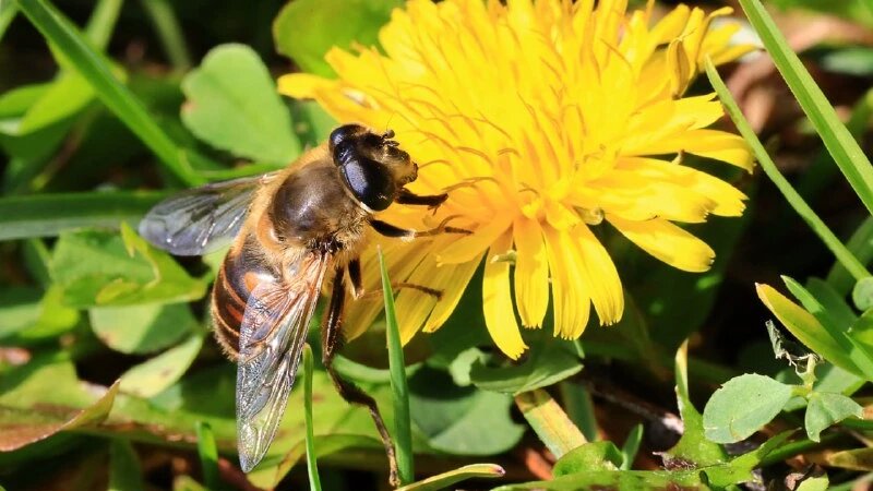     Душистые цветы в Алтайском заповеднике Александр Лотов