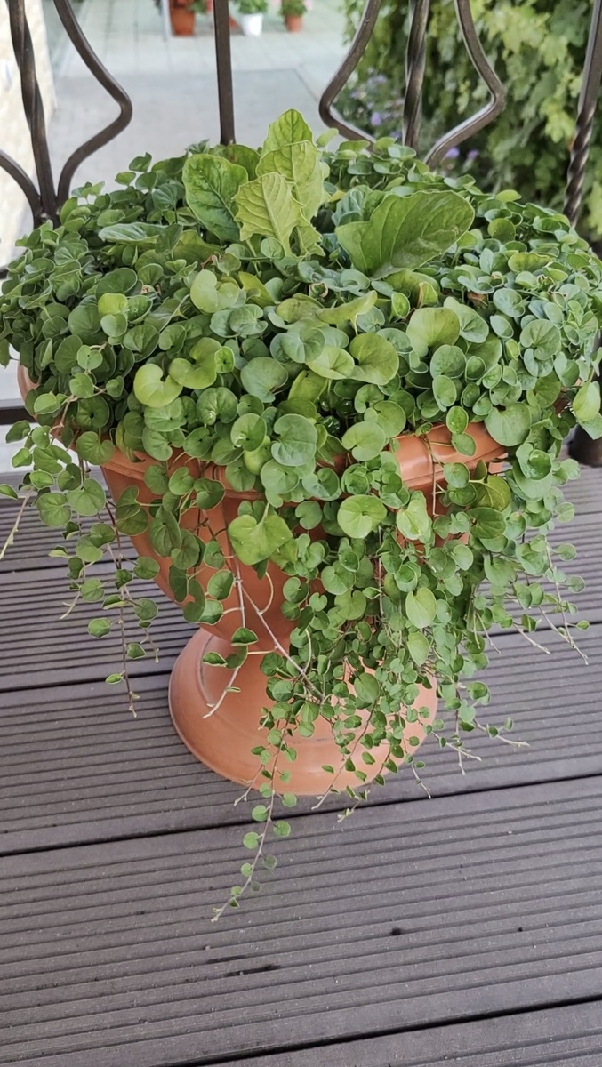 Дихондра изумрудная, конец августа.