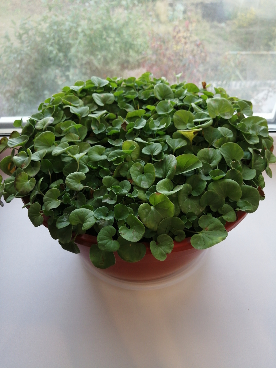 Дихондра изумрудная. Осень 2024 год.