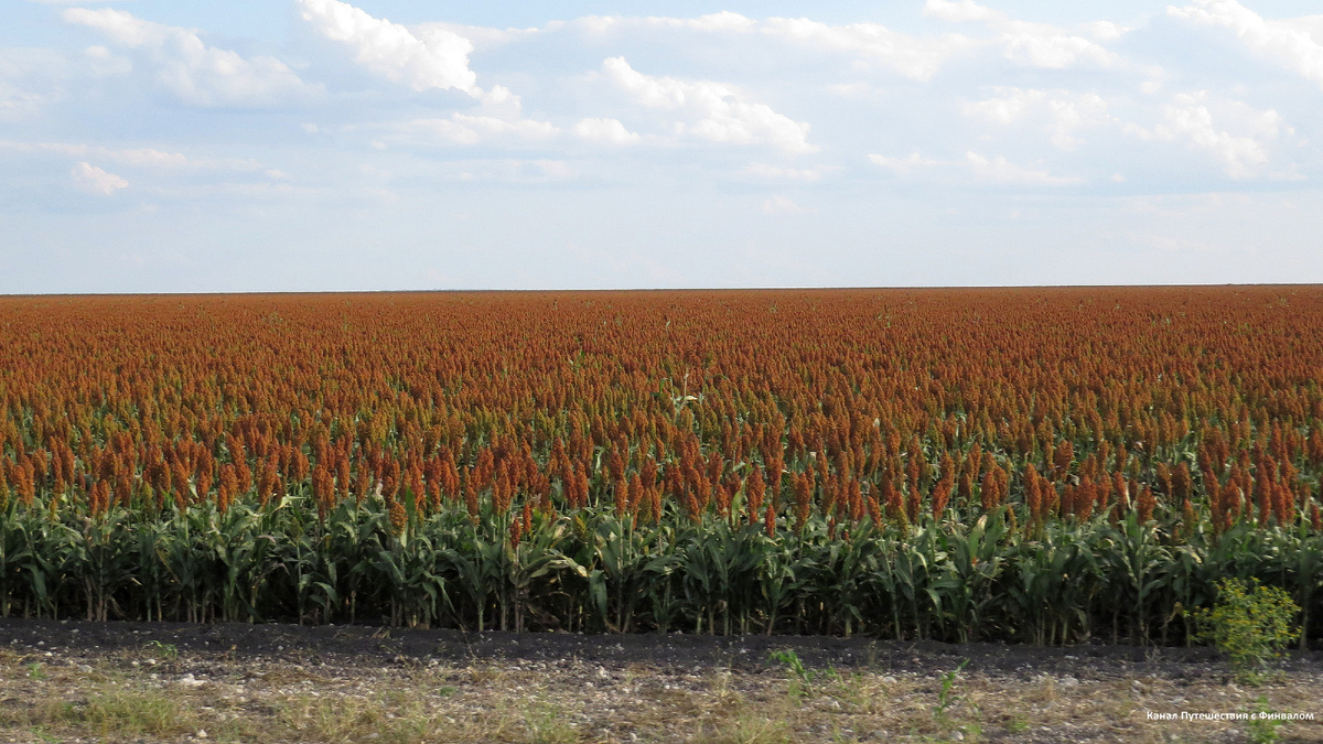 Бескрайние поля сорго были единственной необычной сельскохозяйственной культурой, которую я увидела на протяжениии всей поездки. Остальная экзотика, что мне удалось попробовать, была дикорастущей.
