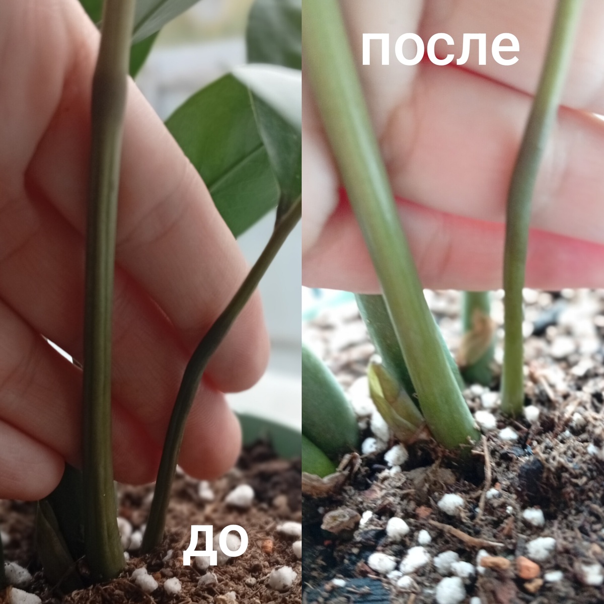 Р. S. Мой замиокулькас отпился!  На фото до и после. Эффект может не так визуально заметен, растение у меня молодое, листики как тростинки, но все же он четко выражен. Моей ошибкой было — страх залить его осенью. Теперь я примерно понимаю, как быстро он просохнет в сегодняшних условиях и когда мне надо будет его полить. Я хоть и придерживаюсь мысли о том, что графика  полива не существует, но эти наблюдения будут мне своеобразной подсказкой.