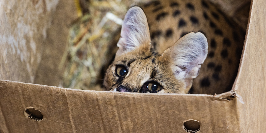 ВЕЛИКАЯ КОРОБОЧНАЯ ЗАГАДКА