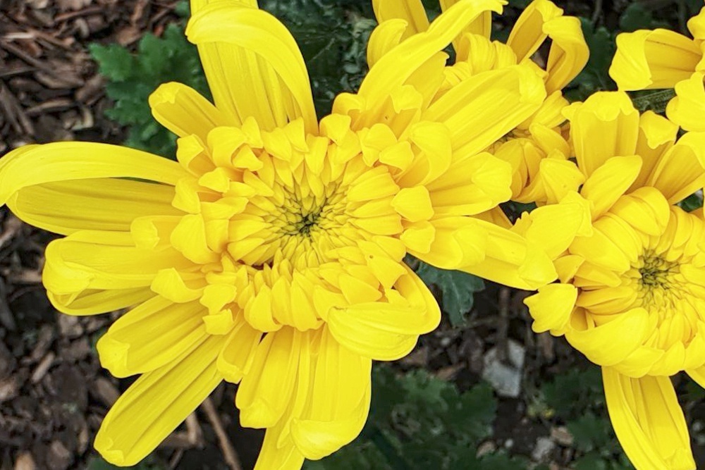    Николай Носков