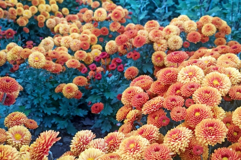    Николай Носков