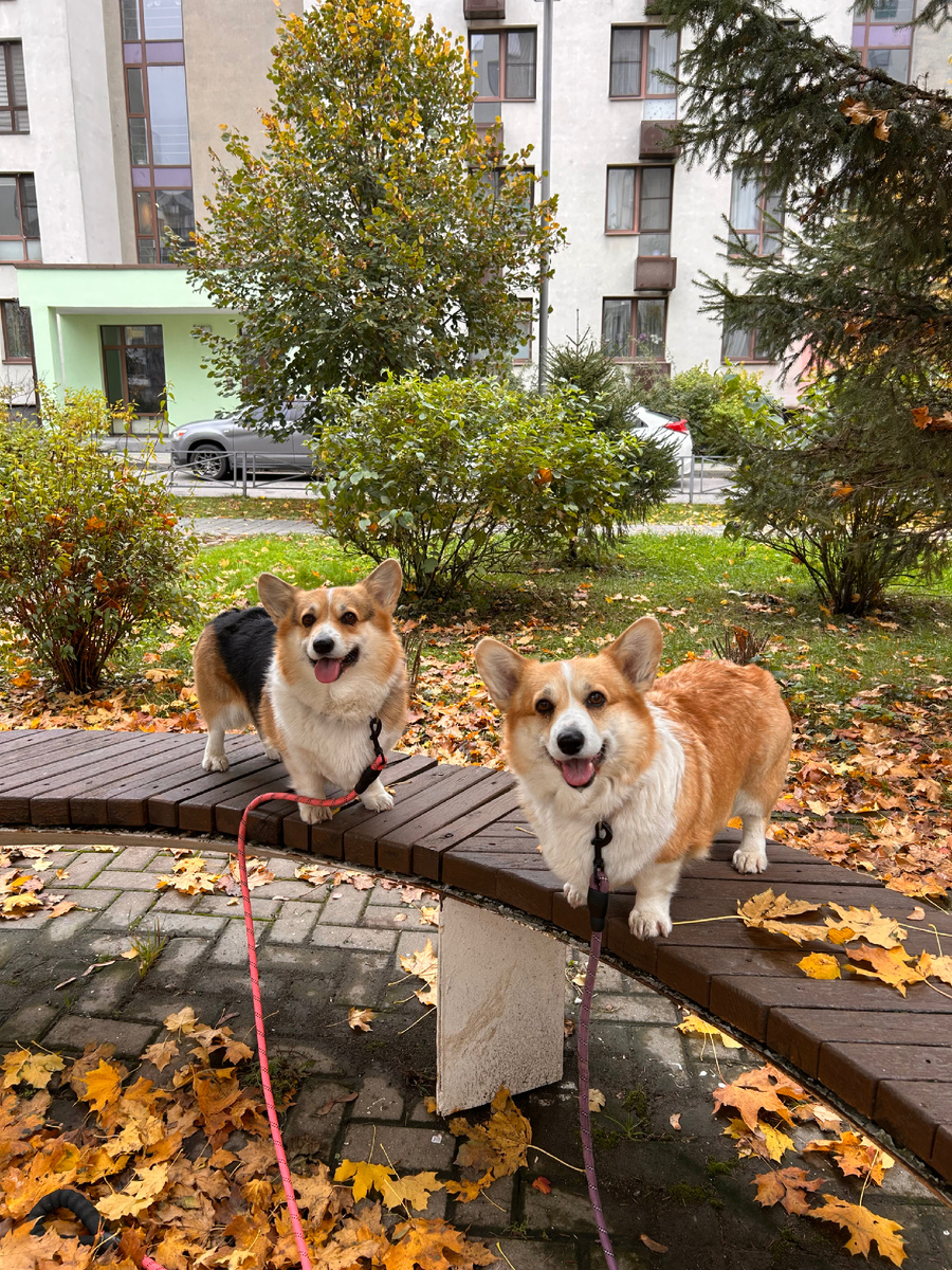 Фото с прогулки 🐾