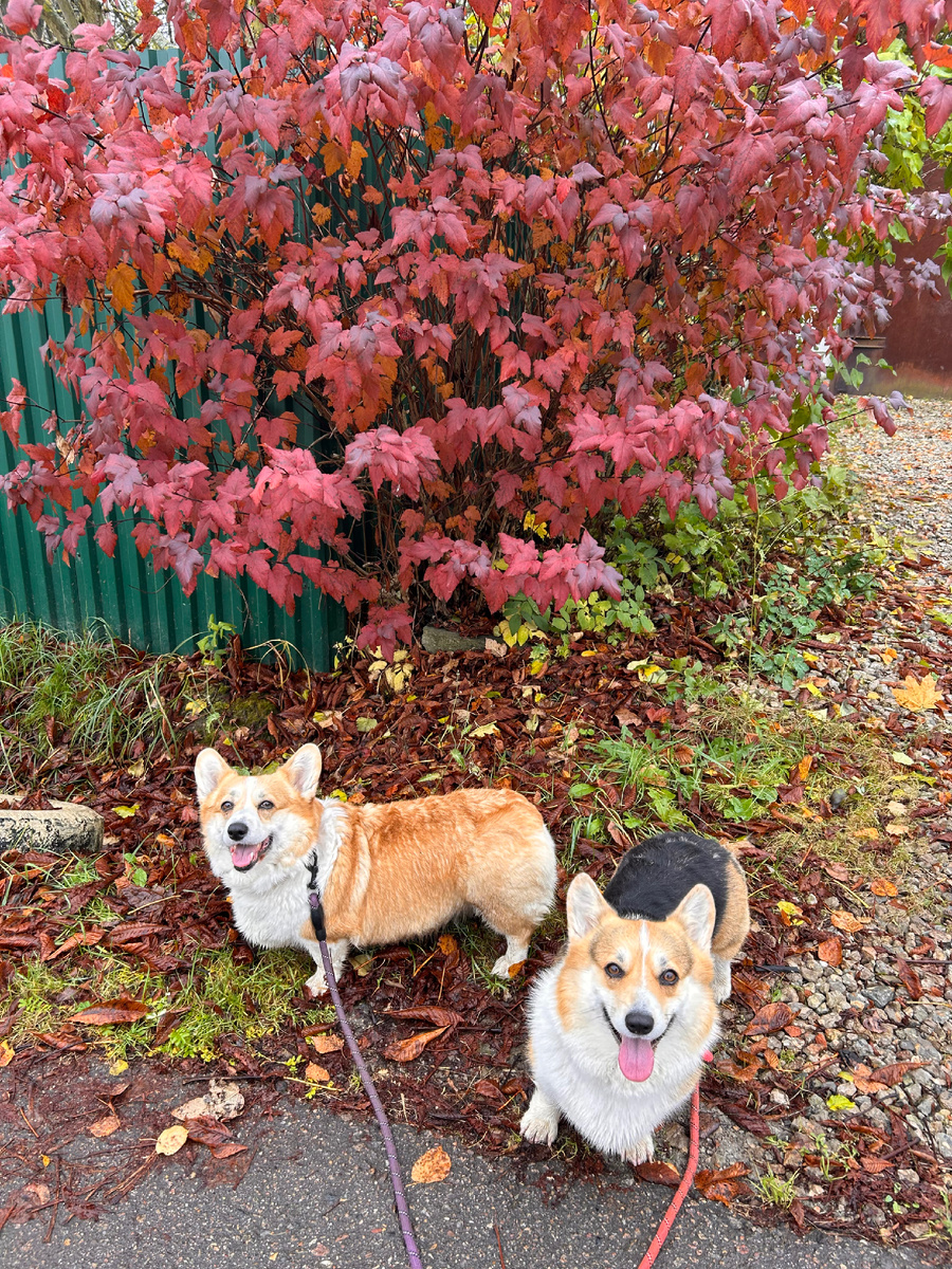 По дороге к прудам. Ма решила нас сфоткать под этим кустом))