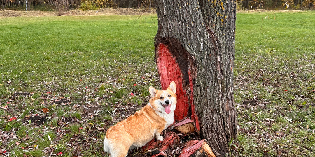 Корги-новости за неделю: дожди, малина, московская осень! 🍂