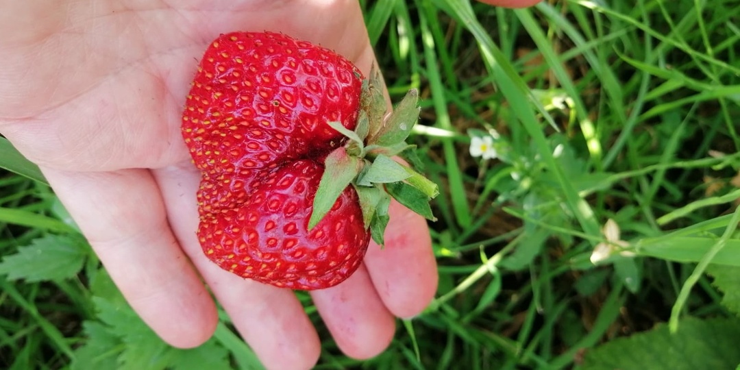Провожу осеннюю подкормку клубники до 5 ноября. Весной ягоды крупнее в 2 раза