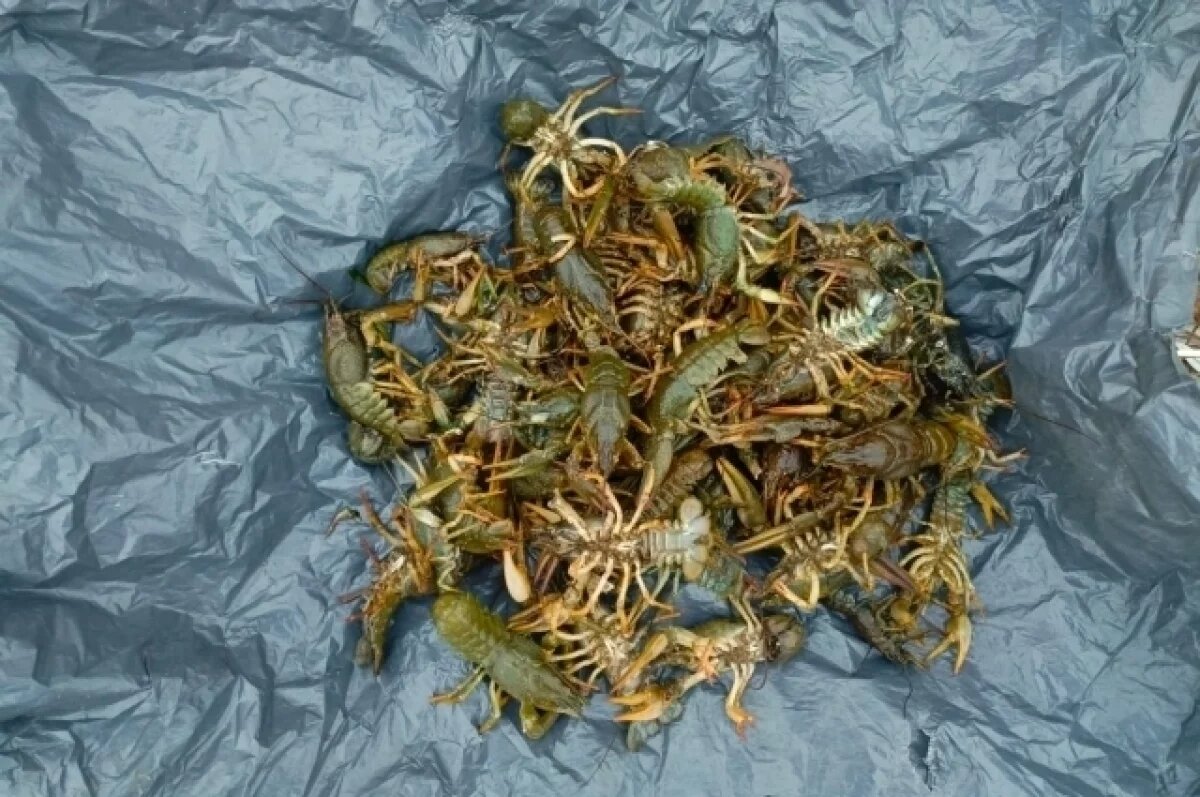    Под Волгоградом экс-чиновник за взятки давал «добро» на вылов раков и рыбы