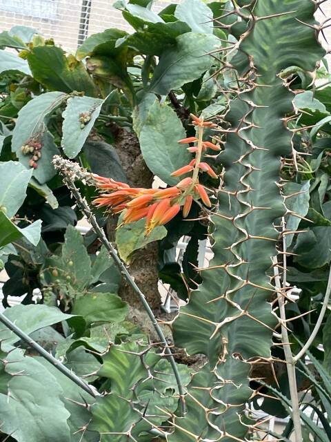 Фото 1-7 из  Городской коллекции суккулентов Цюриха. Фото Майи Миог