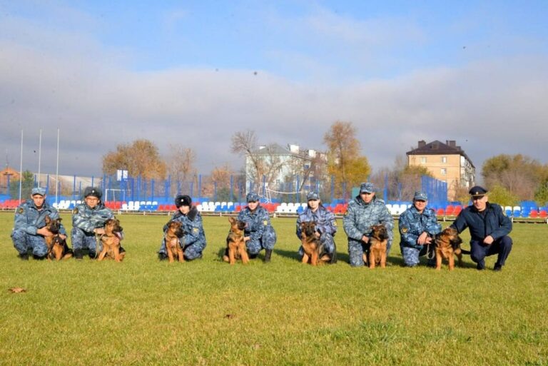    Щенки немецкой овчарки прибыли на службу в УФСИН Оренбуржья Оренбуржье