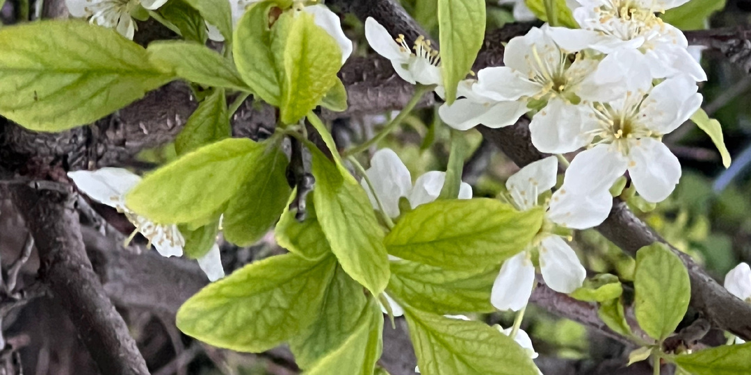 Щелочная почва — скрытая причина хлороза у растений: как понизить pH и вернуть зелёные листья