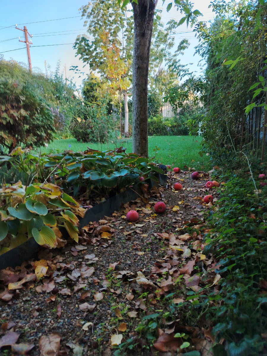 Неустанно падает урожай. Яблоня молодец в этом сезоне. В отличие от хозяйки. Впрочем, хозяйка тоже не без медали - весной промывку сада добросовестно провела, потому яблочки не червивые и не паршивые. 