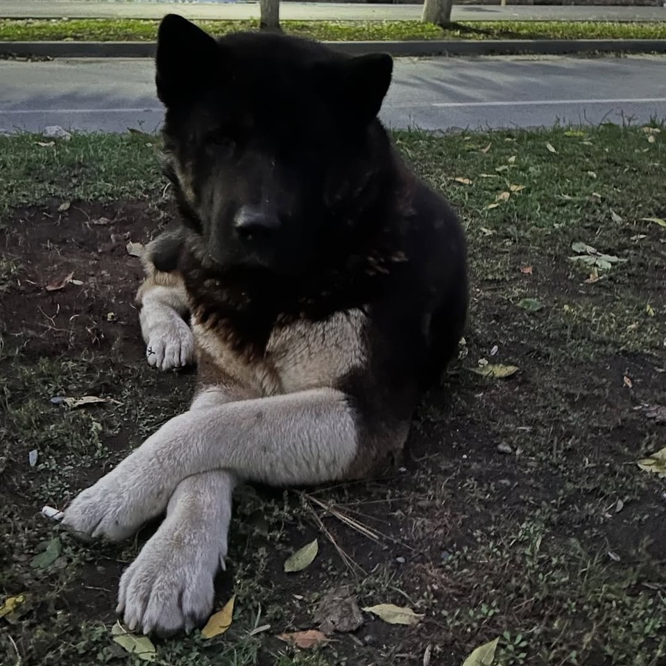    Теперь этот пес живет в Петербурге. Фото: личная страница Андрея Урганта.