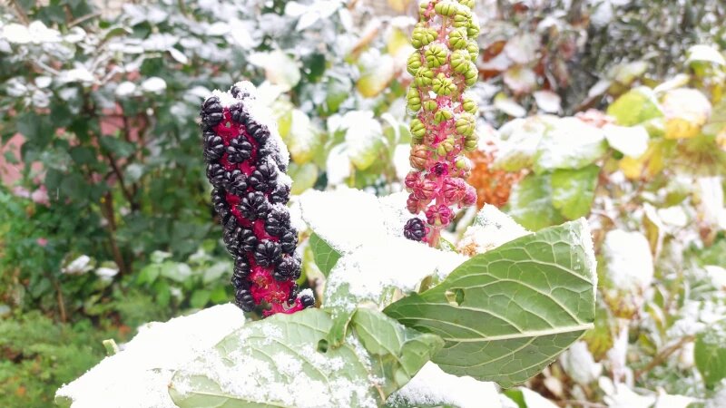     В Барнауле лег первый снег. Анна Зайкова