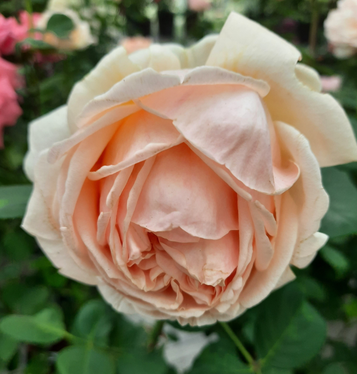 'Антико Аморе' . Все фотграфии в статье мои