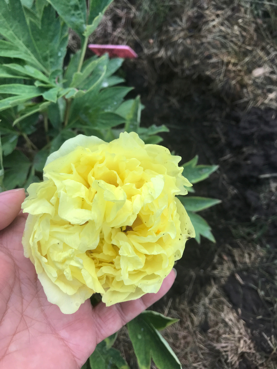 Yellow Crown первый год цветения. 