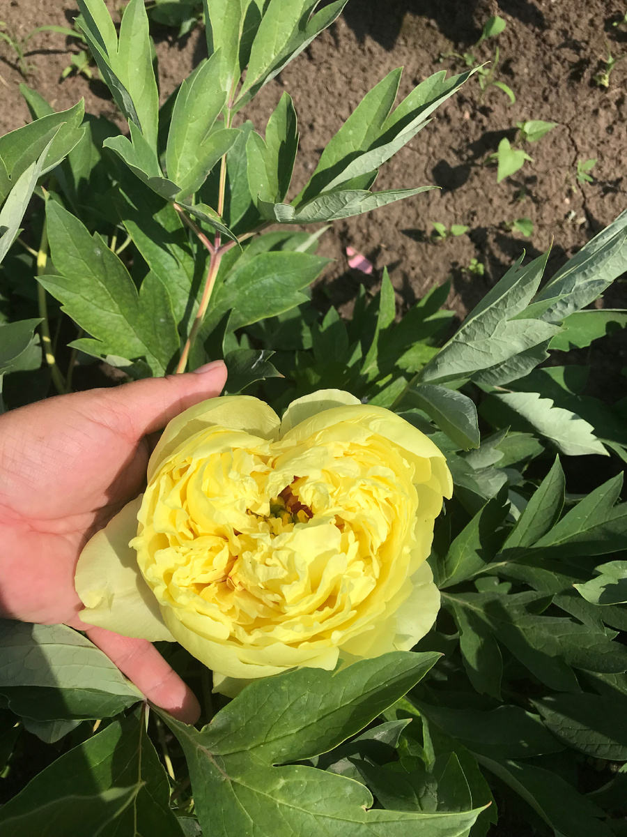 Цветение 2025 г. 