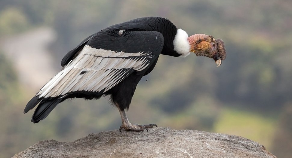 Калифорнийский кондор, тот самый (Из открытых источников)