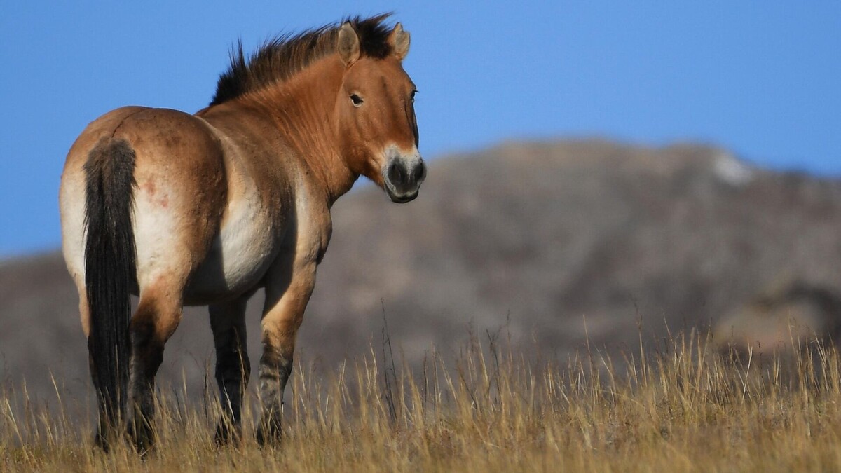 Фото с сайта: https://ria.ru/20220527/mongoliya-1791052069.html