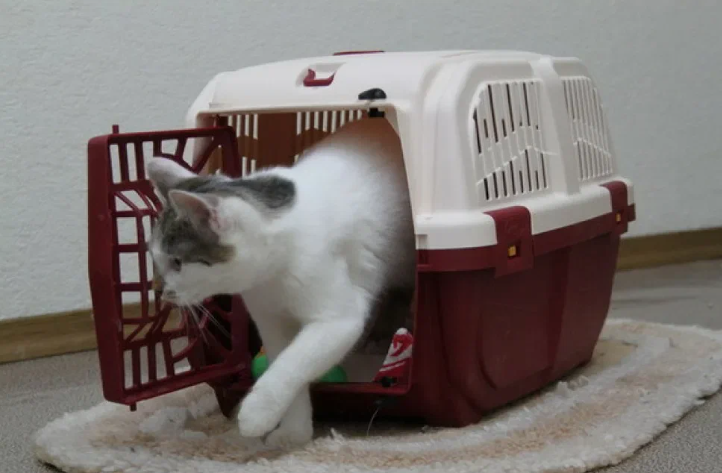 Фото не автора поста.