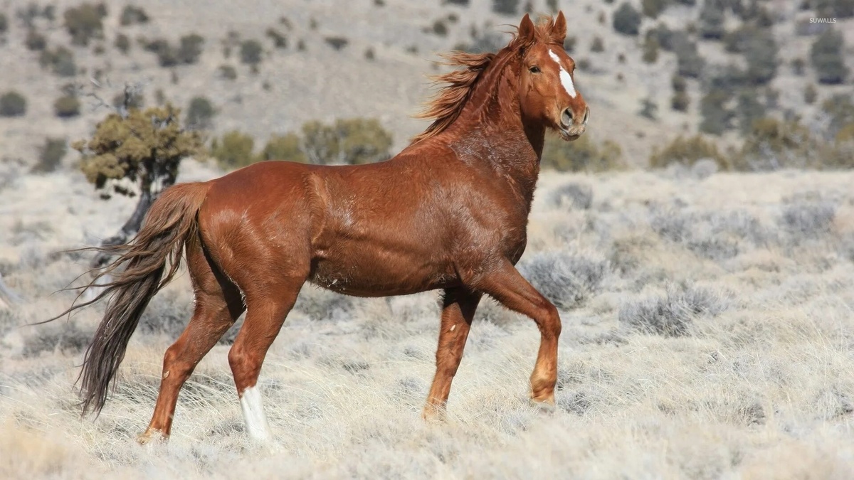 Фото с сайта: https://m.suwalls.com/animals/horse-colt-on-the-field