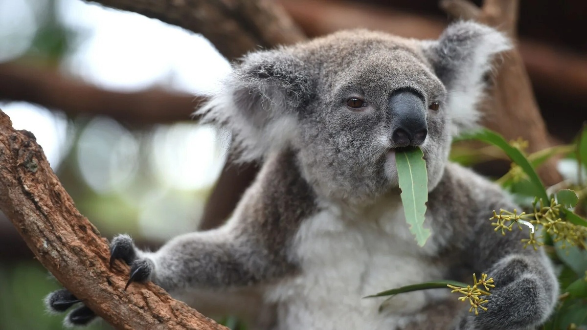 Фото с сайта: https://www.thesun.co.uk/news/9089501/koalas-functionally-extinct-tiny-population/