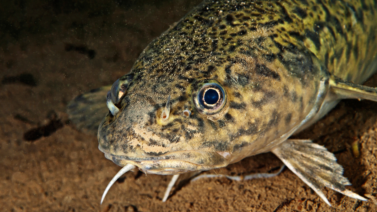 Фото с сайта: https://youdrop.ru/photo/vkus/riybiy/nalim/66