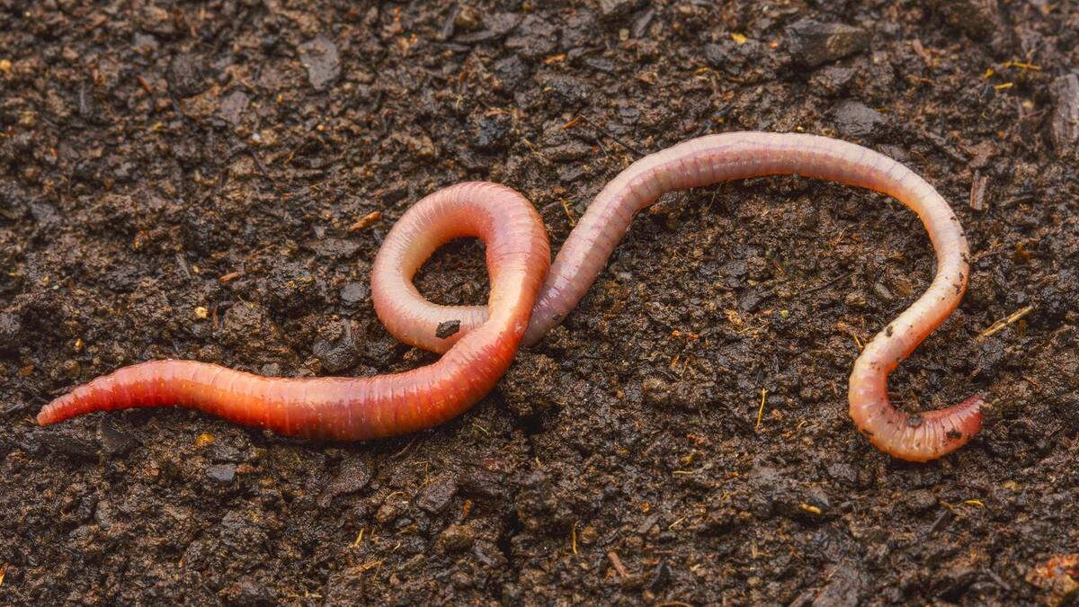 Фото с сайта: https://www.geopop.it/no-in-cina-non-piovono-vermi-la-spiegazione-scientifica-della-bufala/