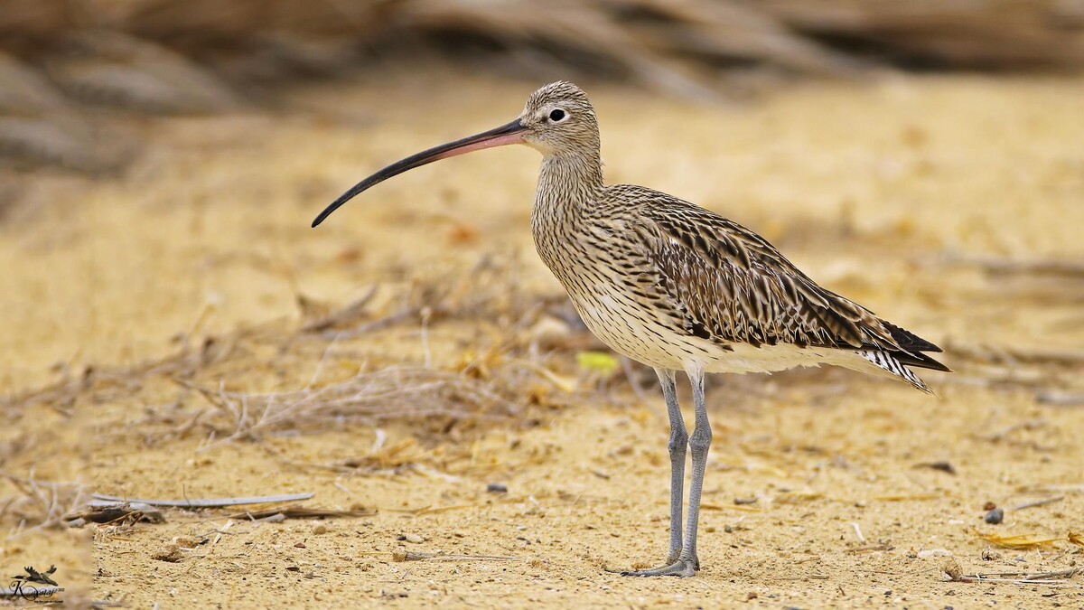 Фото с сайта: https://ru.pinterest.com/pin/numenius-arquataeurasian-curlew--432064157993924702/