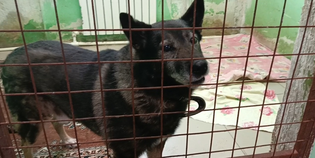 Медблок в приюте для собак: Там, где Возвращают Здоровье и Веру