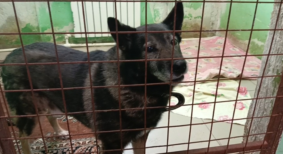 Мураш - простыл купался в холодной воде. Сильный кашель не проходит