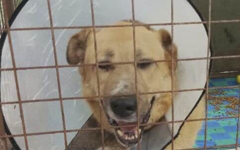 Тайсон уже несколько месяцев в медблоке. Все никак не заживает его лапка