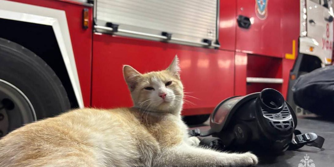 «Думали поест и уйдет»: рыжий кот стал талисманом башкирских пожарных