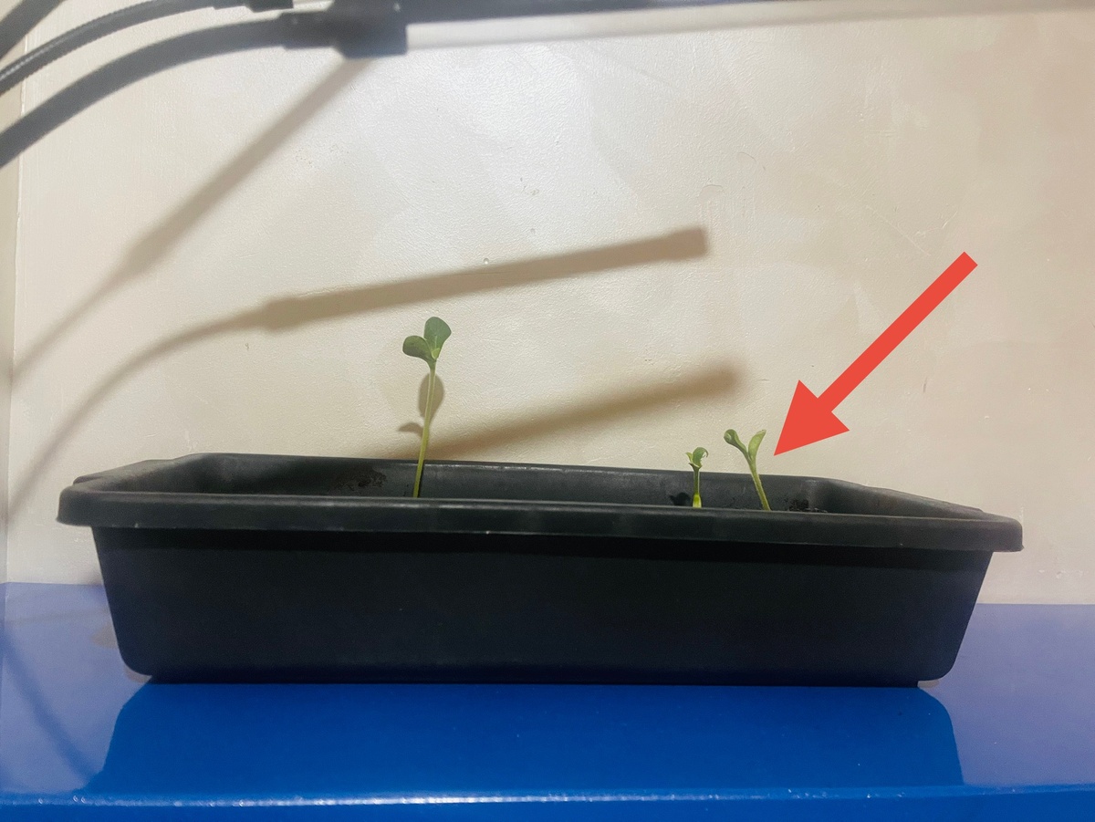 То ли тыква, то ли кабачок