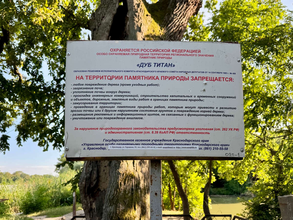 Дуб Титан в парке Солнечный остров в Краснодаре 