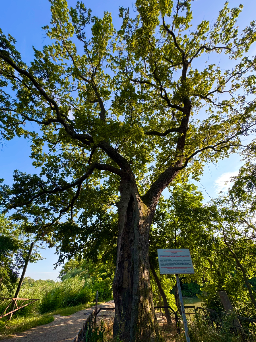 Дуб Титан в парке Солнечный остров в Краснодаре 