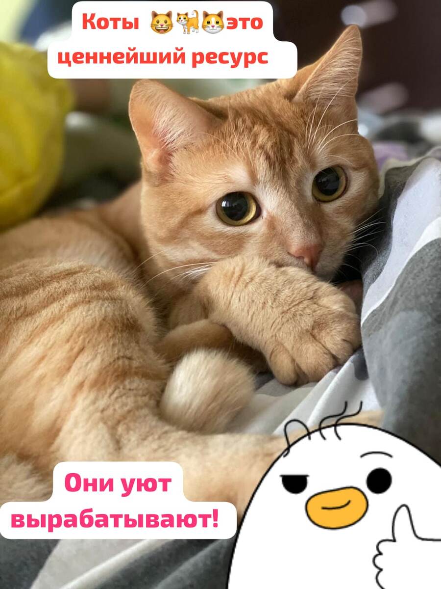 Кот Абрикос  🔝