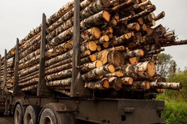Откуда дровишки? С января тверской РСХН оформил 7000 сертификатов на вывоз леса