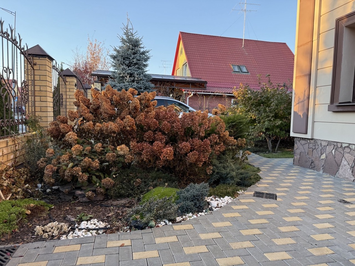 Гортензии осенью. Фото автора