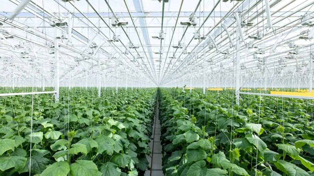 Фото:пресс-служба ТЕХНОНИКОЛЬ
Некорневые обработки используются для регулирования роста растений