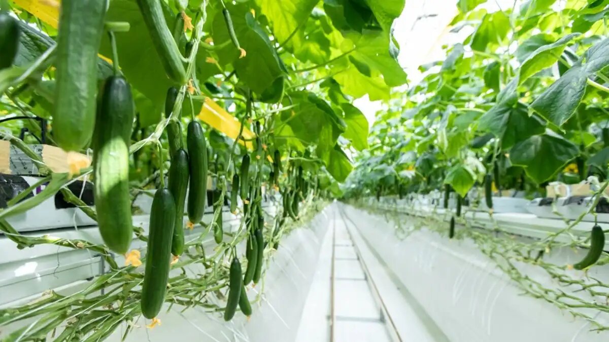 Фото:пресс-служба ТЕХНОНИКОЛЬ
Некорневое питание растений в гидропонной технологии