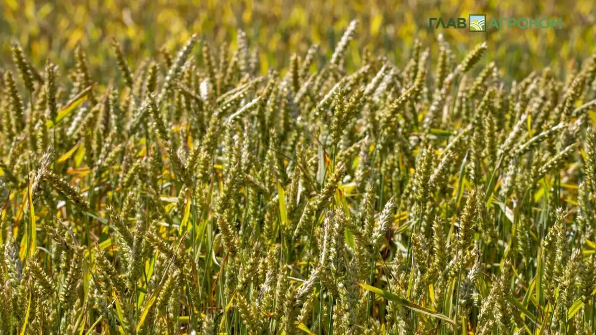 Фото:© Виталий Рыбалко / Glavagronom.ru
Специализированные вирусы могут контролировать патогенные бактерии
