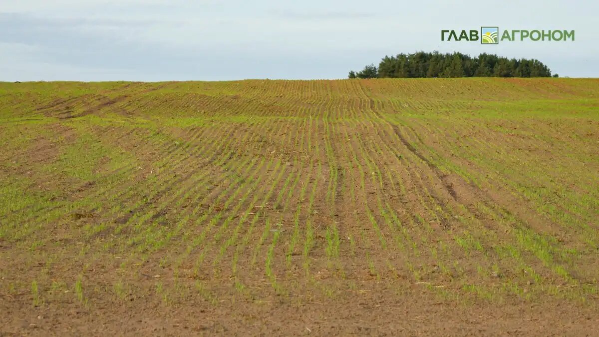 Фото:© Виталий Рыбалко / Glavagronom.ru
В современном растениеводстве очень остро стоит проблема защиты сельскохозяйственных культур от бактериальных патогенов