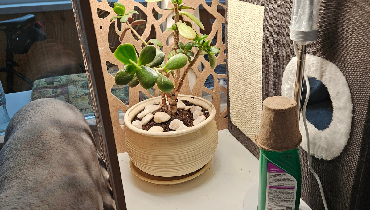 Остался один цветок на окне.