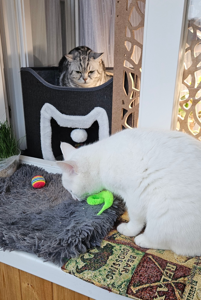 Мелкий обнюхивает найденные игрушки. Думает, как бы их прихватизировать😺